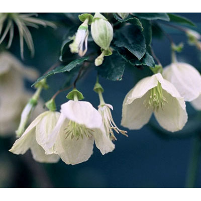 クレマチスの苗/クレマチス：ジングルベル4号ポット（冬咲き・シルホサ系）