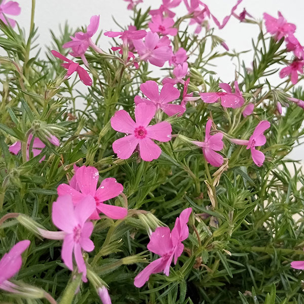 针叶天蓝绣球 - 芝桜（シバザクラ）：ダニエルクッション3号ポット12株セット