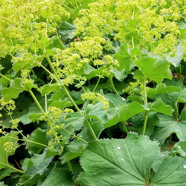 ���륱�ߥ顧�⡼�ꥹ3��3.5��ݥå�12�����å�