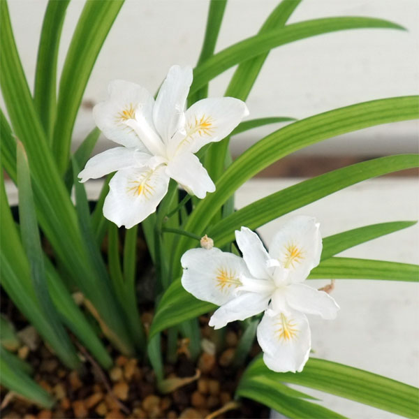 草花の苗/シャガ：ヒメシャガ白花3号ポット2株セット