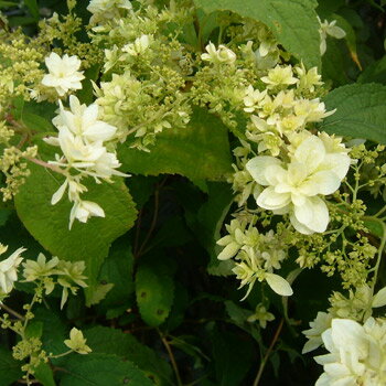 花木 庭木の苗/アジサイ（アメリカ）：ヘイズスターバースト4～5号ポットのサムネイル