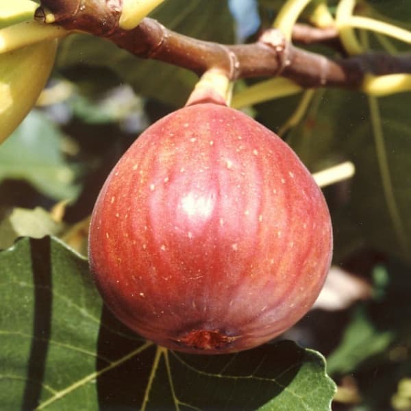 Fig - 果樹の苗/イチジク：コハク（ドウロウ）4-5号ポット