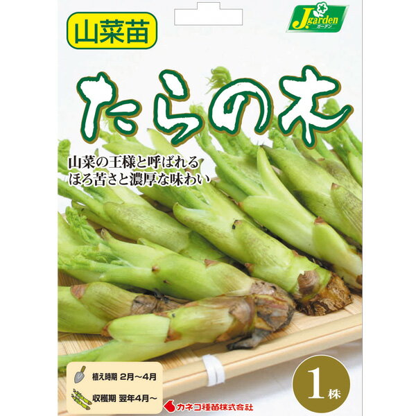 野菜の苗/たらの木：野菜球根パック 1株