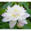 草花の苗/花はす:菊花粉4.5号ポット 1,749円