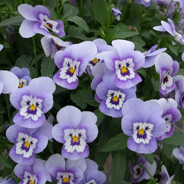 草花の苗/ビオラ：ももか うみももか3-3.5号ポット