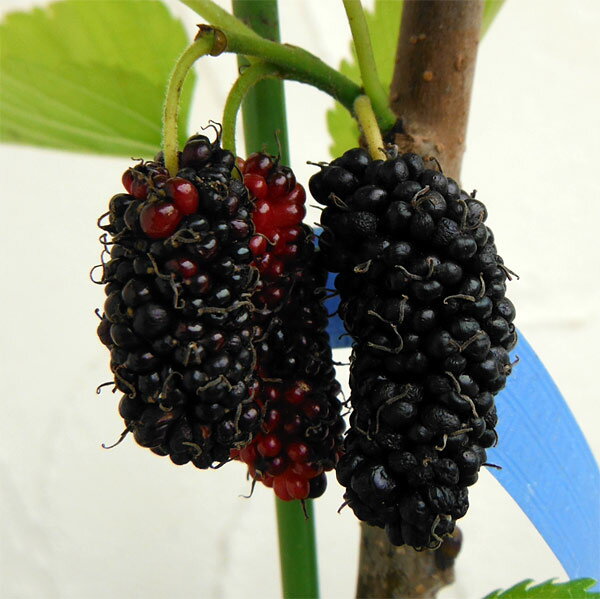 果樹の苗/マルベリー（桑）：大唐桑5号ポット＊