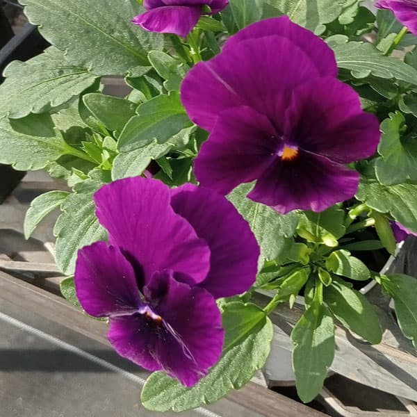 草花の苗/パンジー：よく咲くスミレ...