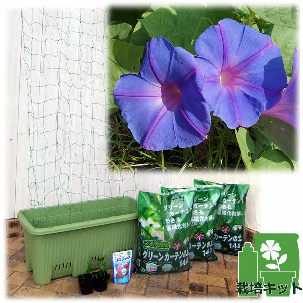 草花の苗/苗から育てる緑のカーテン...