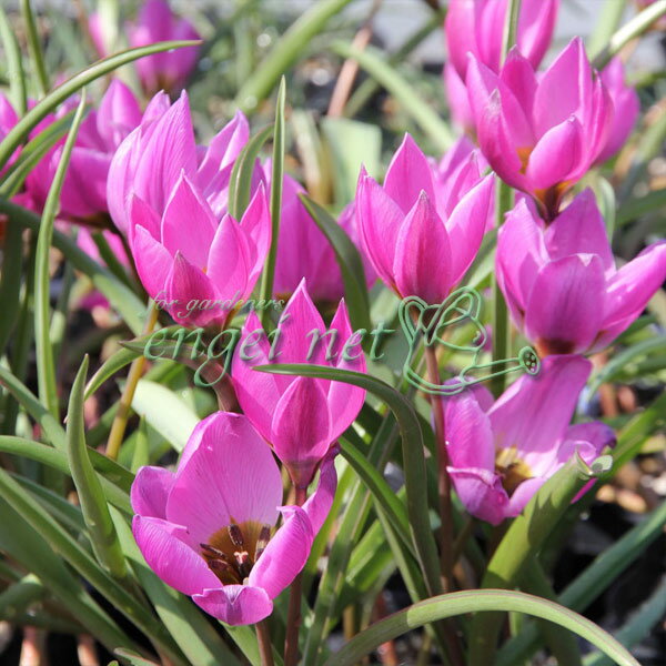 球根/ミニミニチューリップ：フミリス ヘレネ5球入り