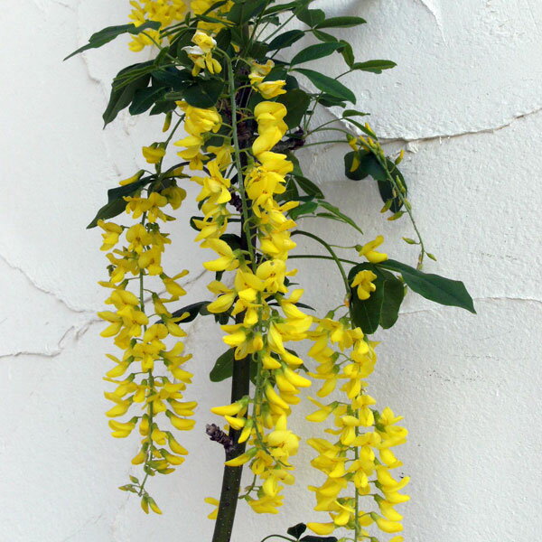 花木 庭木の苗/キングサリ4号ポット