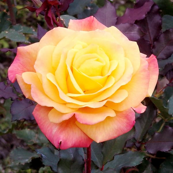 バラの苗/ハイブリッドティー：リオ...