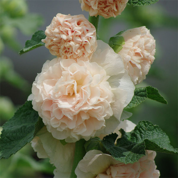 ��֤���/���륻���ʥ����������ˡ����㥿���� ����⥤��������3.5��ݥå�