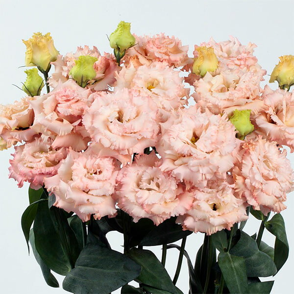 草花の苗/トルコギキョウ：ボヤージュライトアプリコット3号ポットのサムネイル