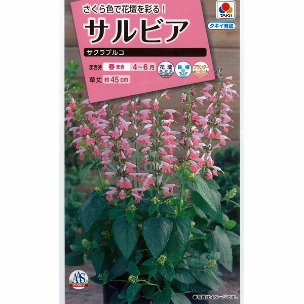 サルビア：サクラプルコ[タキイ 花タネ]