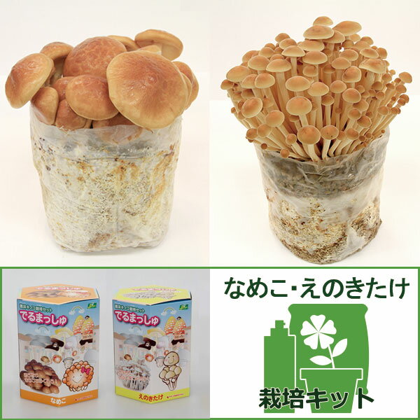 野菜の苗/きのこ栽培2種セット：でるまっしゅ（なめこ・えのきだけ）