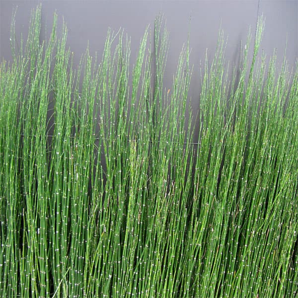 ジャンボトクサ 楽天市場】ジャンボトクサ（花・ガーデン・DIY）の通販