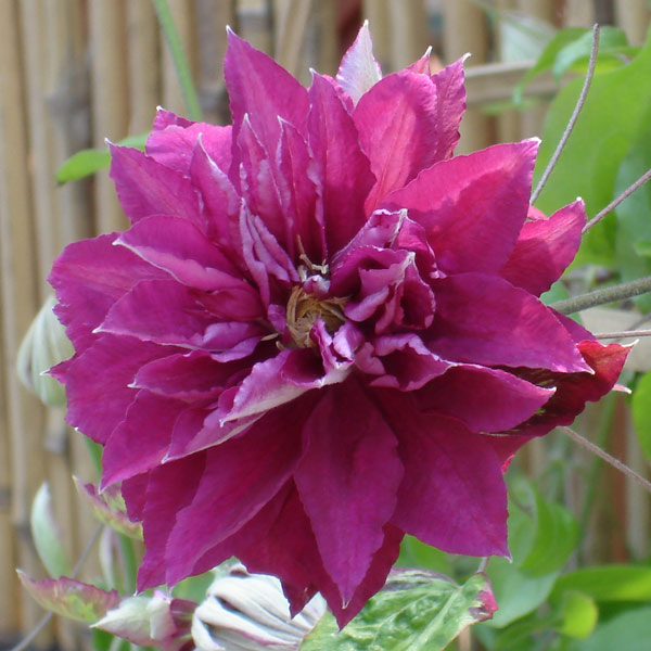 Clematis - クレマチスの苗/クレマチス：アカフジ（赤富士）3.5号ロングポット（八重咲・パテンス系）