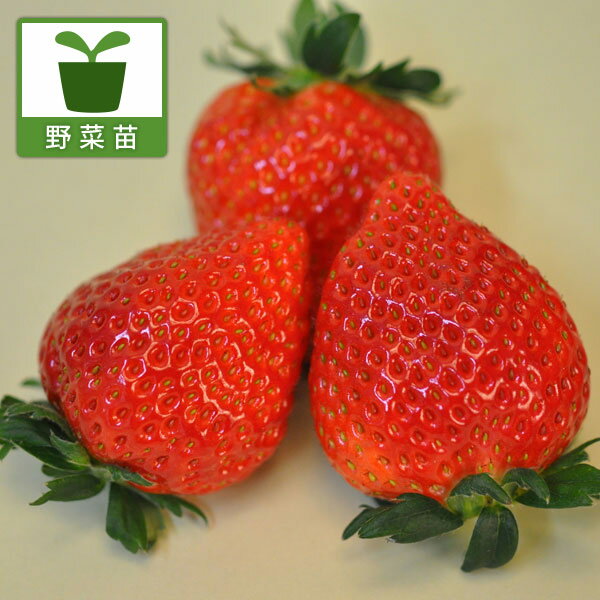 野菜の苗/[送料無料]イチゴ：とちおとめ3号ポット 24株セット