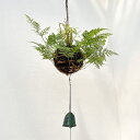 山野草の苗/つりしのぶ:4寸玉形・南部鉄器風鈴付