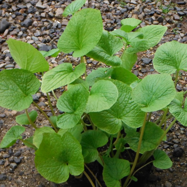 野菜の苗/畑ワサビ2.5号ポット 4株セット