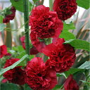 園芸ネット プラスで買える「草花の苗/八重咲きフヨウ:スカーレットオハラ3-3.5号ポット 6株セット」の画像です。価格は2,657円になります。