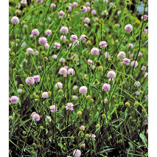 ��֤���/���������顧�ե����ƥåɥѡ��륺3.5��ݥå�