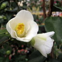 花木 庭木の苗/(わけあり特価)椿(ツバキ):一休(いっきゅう)4号ポット