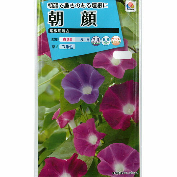 アサガオ（イポメア）：垣根用混合朝顔[花タネ]