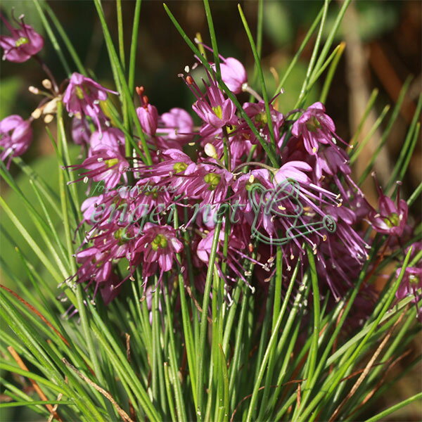 山野草の苗/ラッキョウ：深山ラッキョウ2.5〜3号ポット