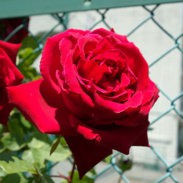 バラの苗/つるバラ：アンクルウォル...