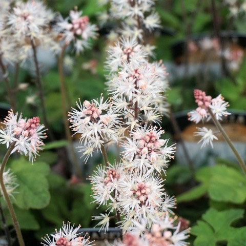 草花の苗/ティアレラ：スプリングシンフォニー3-3.5号ポットのサムネイル