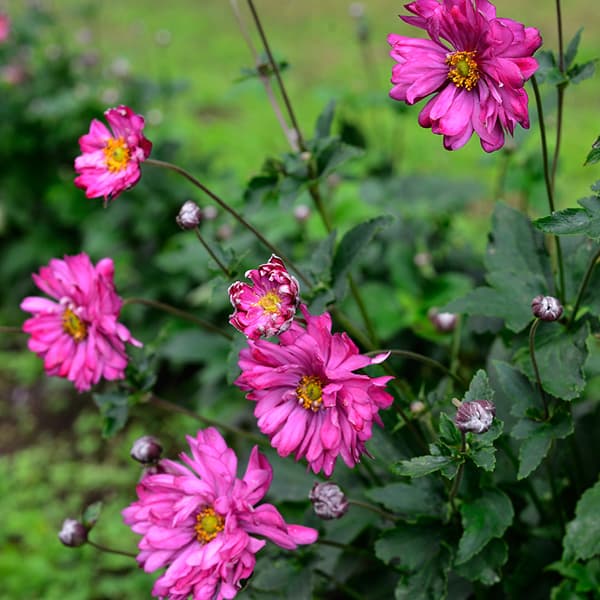 草花の苗/シュウメイギク（秋明菊）：赤花（濃桃花）八重3号ポットのサムネイル