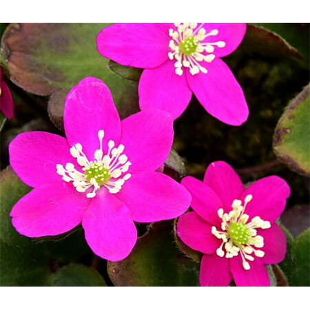 山野草の苗/雪割草：赤系 2.5〜3号鉢入り