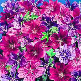 マルバ（マロウ）：ミスティックメルリン