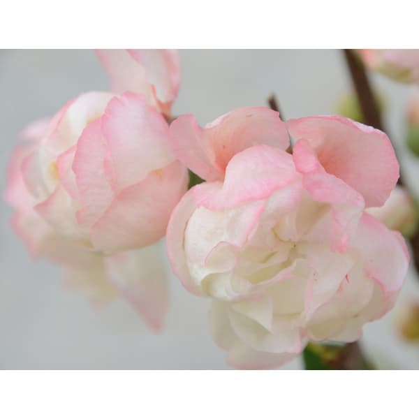 花木 庭木の苗/ボケ（木瓜）：羽衣（ハゴロモ）3号ポット