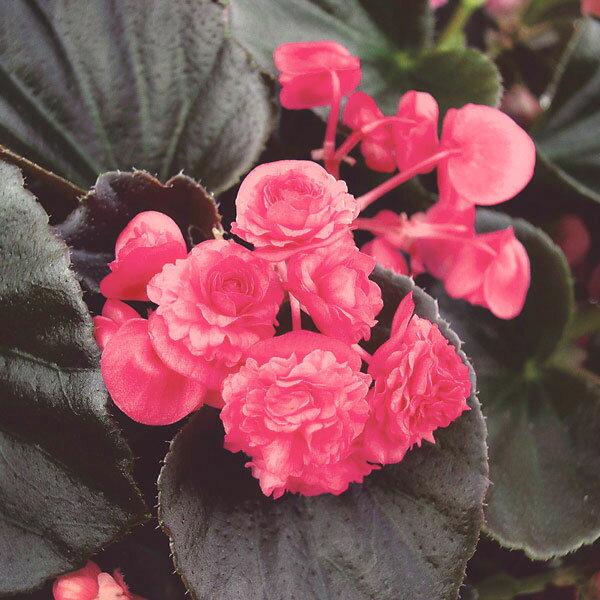 草花の苗/ベゴニア：ダブレットローズ3号ポット