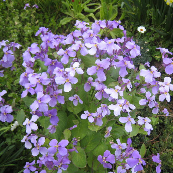 ��֤���/��饵���ϥʥʡʻ�ֺڡ�3��ݥå�