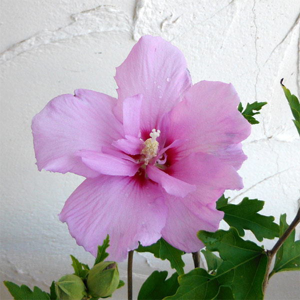 花木庭木の苗/ムクゲ：ラベンダーシ...