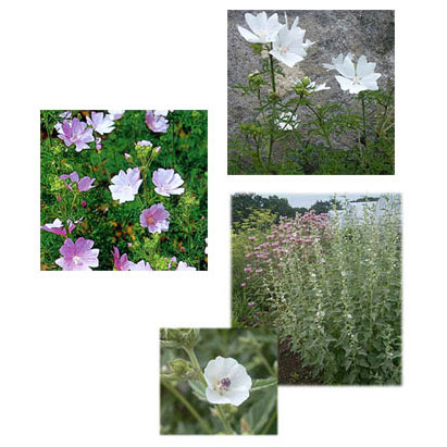 ハーブの苗/マロウ（アオイ）：3種（マーシュ・ムスクピンク・ムスクホワイト）セット