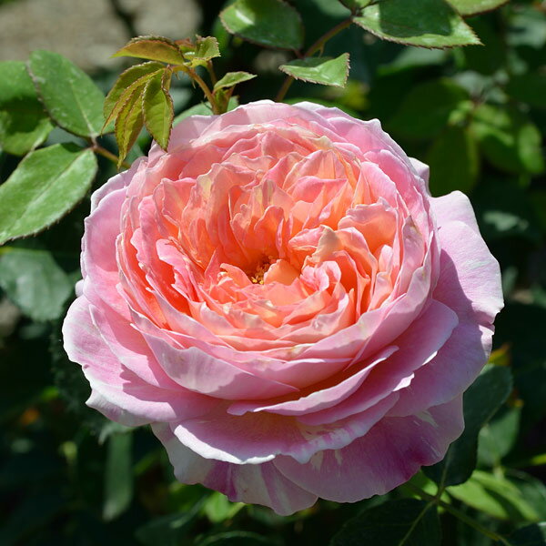 バラの苗/デルバールローズ：クロード・モネ大苗6号角鉢植え