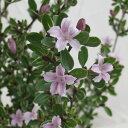 花木 庭木の苗/ハクチョウゲ(白丁花):桃花(ピンクミスティック)5号ポット