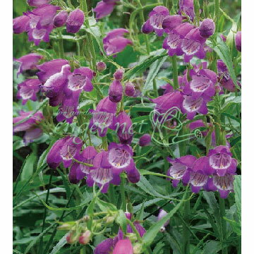 ��֤���/�ڥ󥹥ƥ�󡧥���С����ȥ��᥸����3��ݥå�