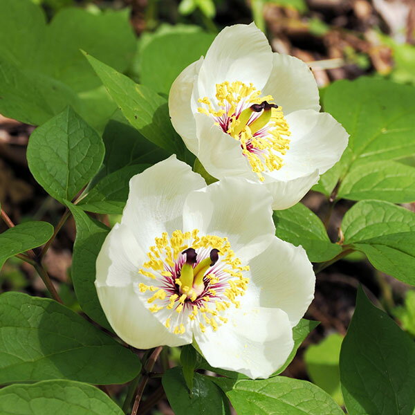 ♪山野草:：斑入りヤマシャクヤク、山芍薬 『伊予紅月?外輪山 実生4