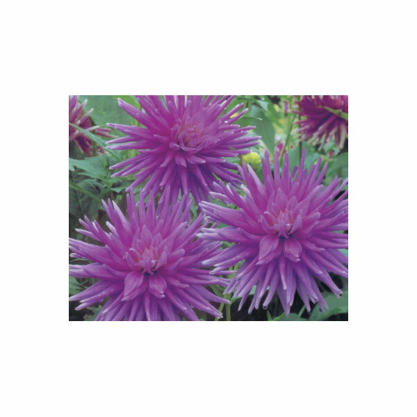 球根/ダリア カクタス咲き：紫1球