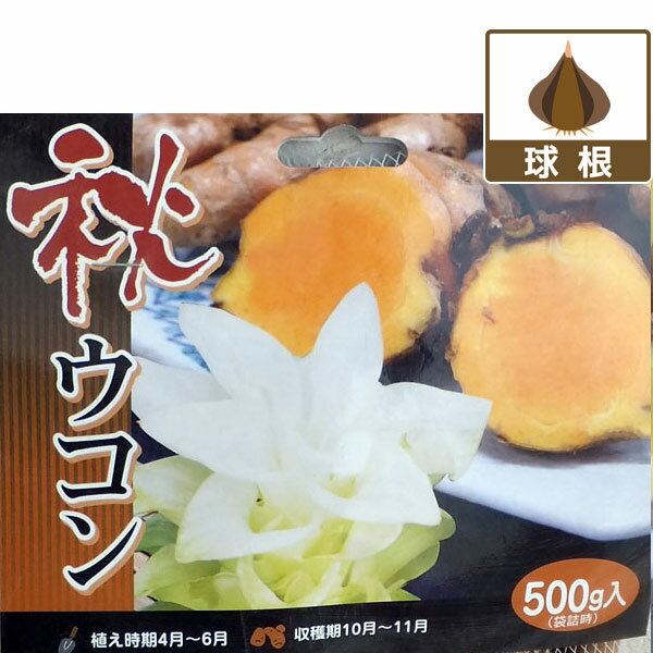 薬用・スパイスとして人気 花もかわいい 球根植物野菜の苗/ウコン：秋ウコン（ターメリック）500g入り★入荷から日数が経ったためセール価格となりました。商品の状態は画像と異なる場合があります。★秋ウコン（ターメリック）はクルクミン成分を大量に含んでおり、他の種類のウコンより丈夫なうえに、耐寒性も他のウコンと比べて強いので、非常に育てやすい。乾燥させてお茶や粉末として使用します。生で使用する場合は、ウコン根茎の皮を剃き、一度湯通ししてから使用します。花は白色です。植付け時期：寒地、暖地ともに3月下旬〜5月中旬開花期：8〜9月収穫期：10月上旬〜11月下旬草丈：60〜100cm用途：庭植え・花壇・プランター・鉢植え栽培方法肥沃でやわらかい土に植えます。日当たりのよい場所で育ててください。ひどく乾燥する場所は避けてください。温度が上がってくれば次々に芽を出しますので、適宜追肥してください。秋になって地上部が黄色くなってきたら掘り起こして収穫します。利用方法：生のまますりおろしたものに熱湯を注ぎ、お茶代わりに飲んだり、スライスして乾燥させたものを粉末にし、オブラートに包んでお飲みください。1袋500g入りです。 　