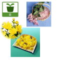 野菜の苗/食用菊：桃花と黄花2.5号ポット2種4株セット（もってのほか 松風）