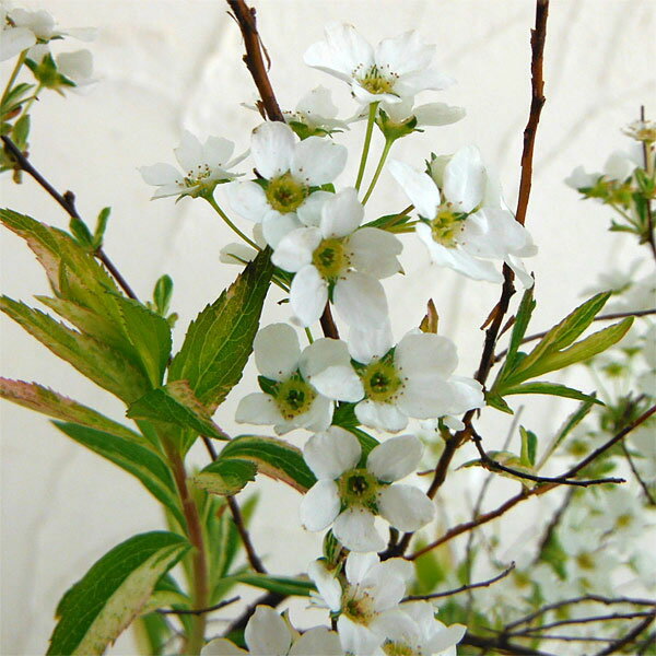 ���� ���ڤ���/�業��ʥ��������ˡ������業��ʥ�4��4.5��ݥå� 5�����å�