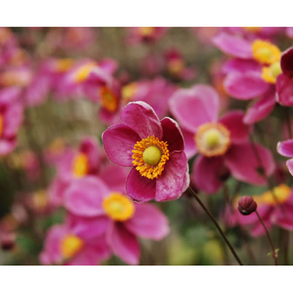 草花の苗/シュウメイギク（秋明菊）：ダイアナ3号ポット9株セット