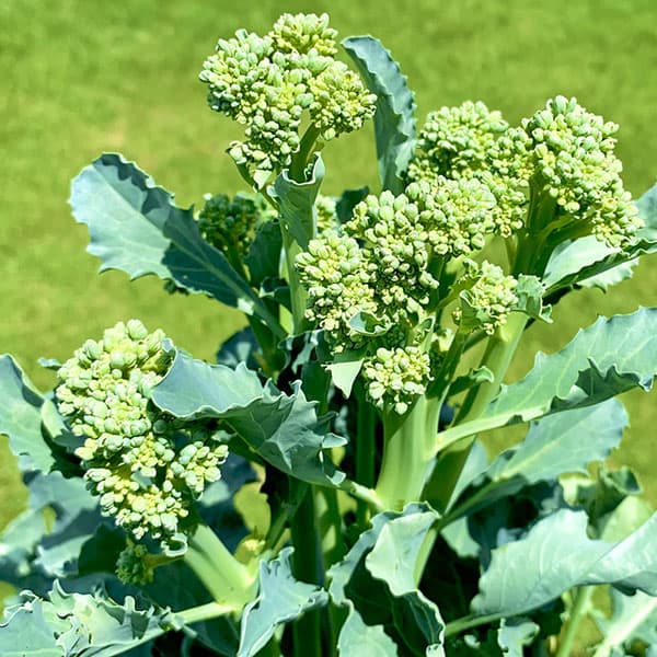 11月-2月収穫 柔らかく甘い茎と花蕾と食用に！多収品種野菜の苗/茎ブロッコリー：スティックセニョールの苗2.5号ポット4株セットスティックセニョールはやわらかでおいしい茎ブロッコリーです。ブロッコリーと中国野菜の「芥藍（カイラン）」を掛け合わせて作られた、茎を食べる緑黄色野菜です。茎の部分がやわらかくて甘く、おいしく食べられます。もちろん花（蕾）も甘くておいしい品種。花蕾が次々に立ち上がり、長期間収穫できます。1株で20cmくらいの長い側花蕾が15本程度取れます。ボイルしてサラダなどにご利用ください。植え付け適期：8月〜10月収穫：11〜2月日照：日なたを好む栽培方法: 日当たりのよい場所に元肥として堆肥や化成肥料を土中に施し、苗の間隔が60cmになるように定植します。定植後は肥料切れをさせないように2週間に1度化成肥料等を施します。特にリン酸肥料を多めにするのが収量をふやすコツです。花蕾がつくころは乾燥させないように、必要に応じて水やりしてください。アオムシがつく場合は、早めに薬剤等で駆除します。 お届けする苗は、2.5-3号（直径7.5-9cm）ポット入りです。