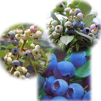 果樹の苗/ブルーベリー接木苗3種セット（あまつぶ星・おおつぶ星・はやばや星）